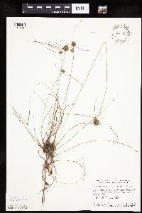 Cyperus lupulinus image