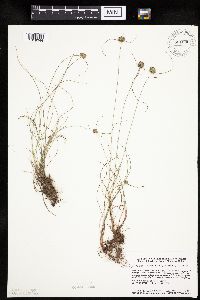 Cyperus lupulinus image