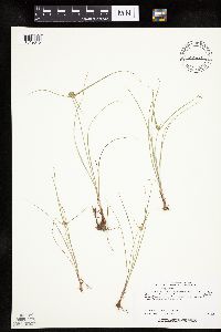 Cyperus lupulinus image