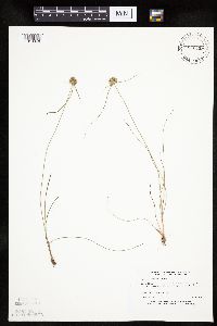 Cyperus lupulinus image