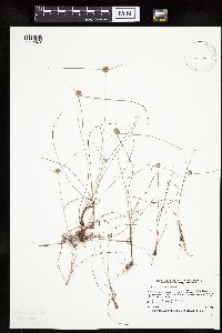 Cyperus lupulinus image