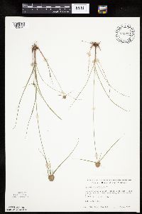 Cyperus lupulinus image