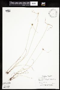 Cyperus lupulinus image
