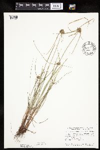 Cyperus lupulinus image