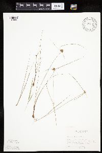 Cyperus lupulinus image
