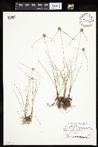 Cyperus lupulinus image