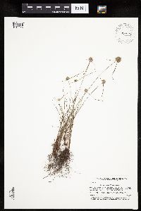 Cyperus lupulinus image