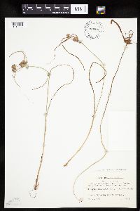 Cyperus lupulinus image