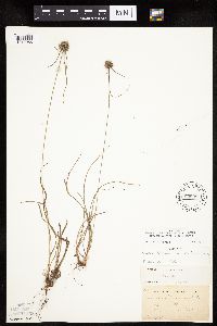 Cyperus lupulinus image