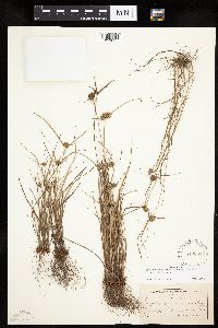 Cyperus lupulinus image