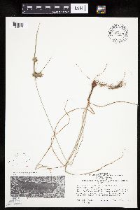 Cyperus lupulinus image
