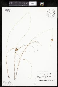 Cyperus x mesochorus image