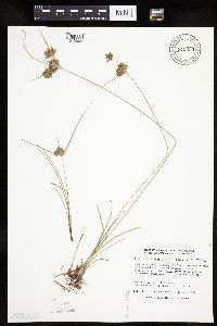 Cyperus x mesochorus image