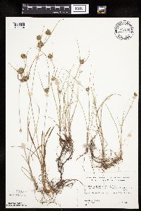 Cyperus x mesochorus image