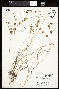 Cyperus x mesochorus image