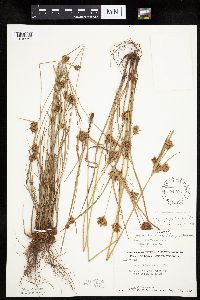 Cyperus x mesochorus image