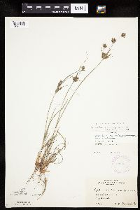 Cyperus x mesochorus image