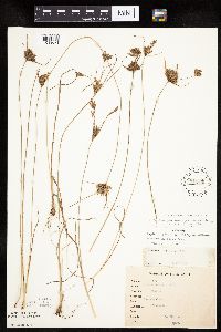 Cyperus x mesochorus image