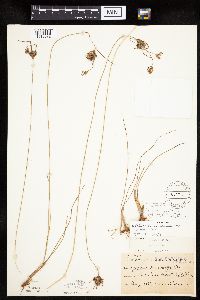 Cyperus x mesochorus image