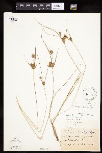 Cyperus x mesochorus image