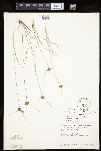 Cyperus x mesochorus image
