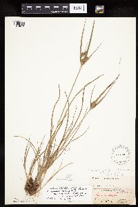 Cyperus x mesochorus image