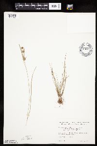 Cyperus x mesochorus image