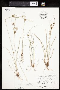 Cyperus x mesochorus image