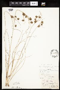 Cyperus x mesochorus image