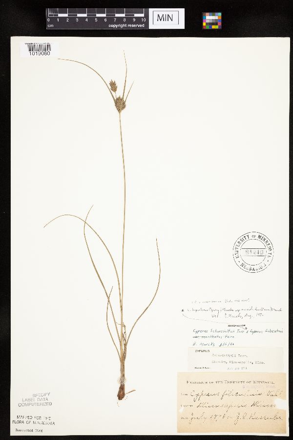 Cyperus x mesochorus image