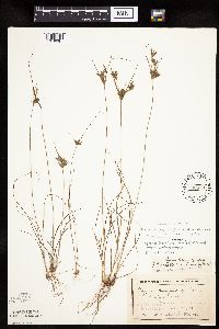 Cyperus x mesochorus image