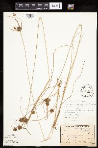 Cyperus x mesochorus image