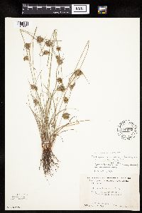 Cyperus x mesochorus image