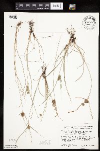Cyperus x mesochorus image