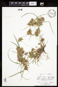 Cyperus odoratus image