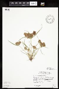 Cyperus odoratus image