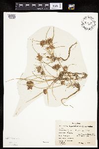 Cyperus odoratus image