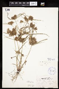 Cyperus odoratus image