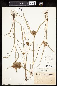 Cyperus odoratus image