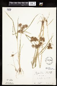 Cyperus odoratus image