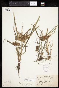 Cyperus odoratus image
