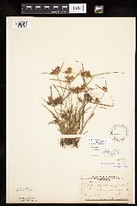 Cyperus odoratus image