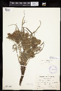 Cyperus odoratus image