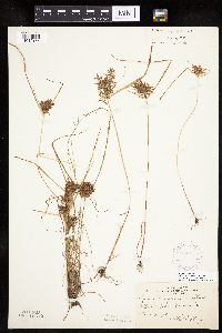 Cyperus odoratus image