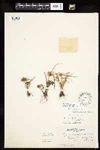 Cyperus odoratus image