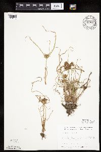 Cyperus odoratus image