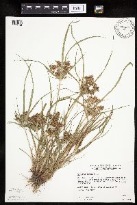 Cyperus odoratus image