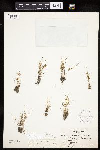 Cyperus odoratus image