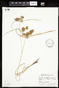 Cyperus odoratus image