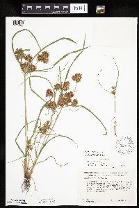 Cyperus odoratus image